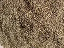 KOCHIA (Bassia Scoparia) Seed Game Bird Honey.webp