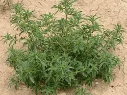 KOCHIA (Bassia Scoparia) Seed Game Bird Honey (1).webp