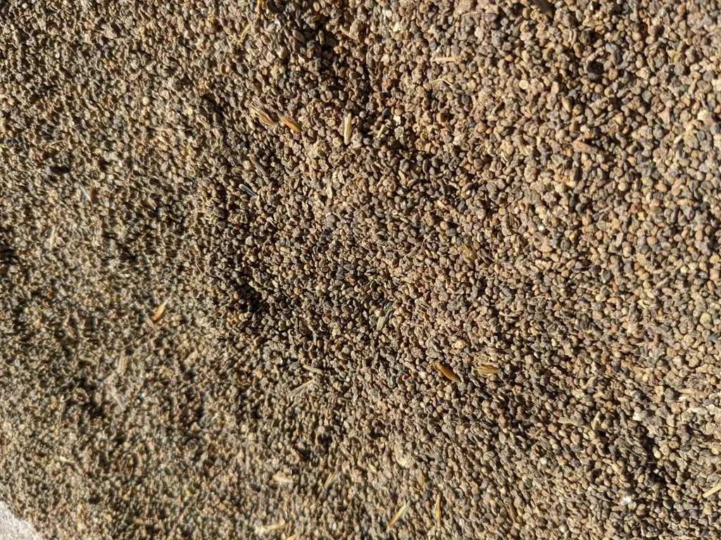 KOCHIA  (Bassia Scoparia) Seed Game Bird Honey.webp