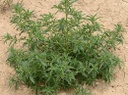 KOCHIA  (Bassia Scoparia) Seed Game Bird Honey