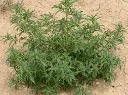 KOCHIA  (Bassia Scoparia) Seed Game Bird Honey (1).webp