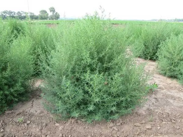 KOCHIA (Bassia Scoparia) Seed - Game Bird Honey 