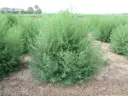 KOCHIA (Bassia Scoparia) Seed - Game Bird Honey 